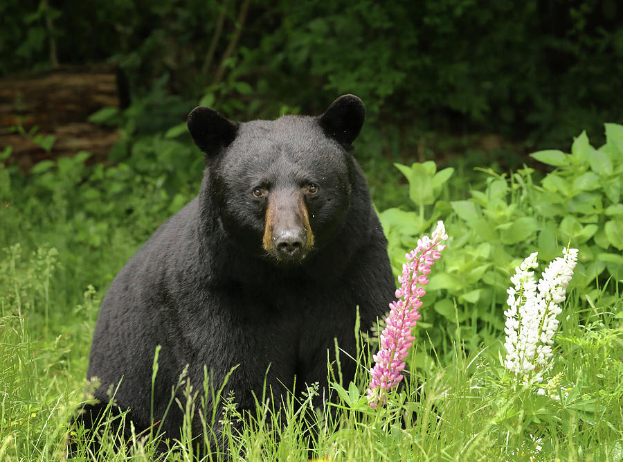 Black Bear and Lupines Photograph by Duane Cross
