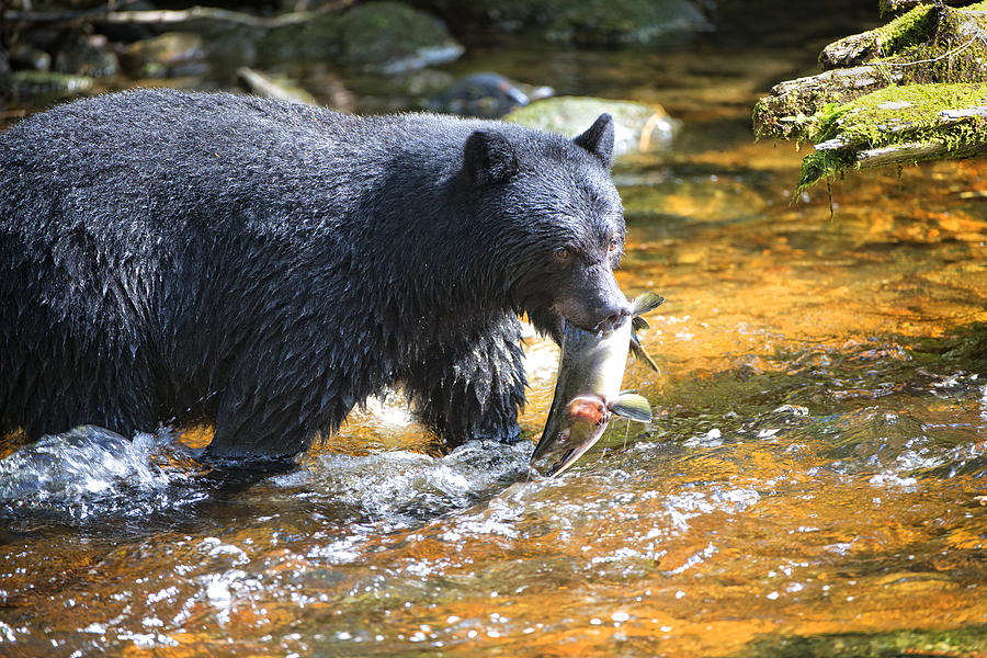 Black Bear and Salmon Photograph by Bill Cubitt