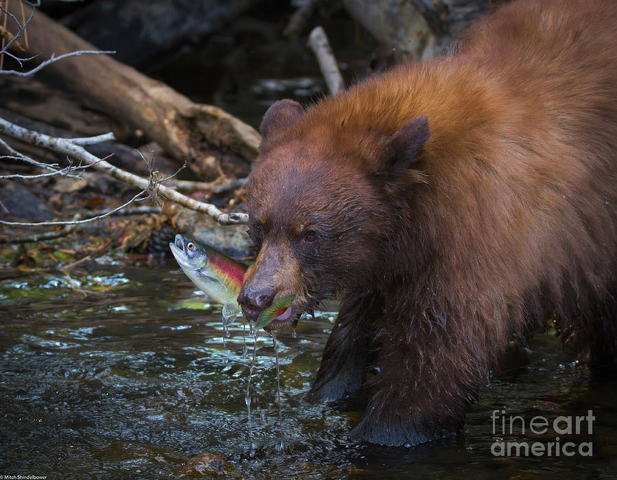Black Bear And Salmon Photograph by Mitch Shindelbower