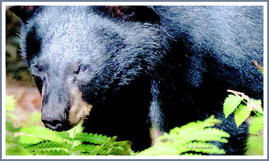 Black Bear, Animal Portrait Photograph by A Macarthur Gurmankin