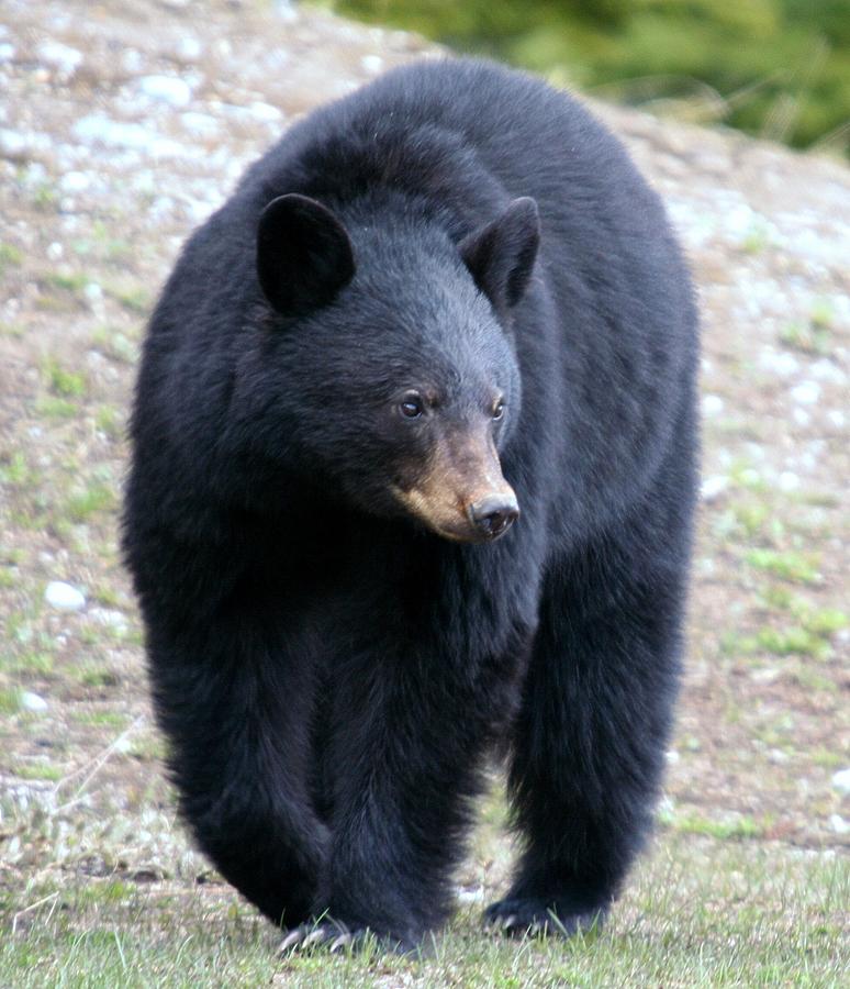 Black bear at Banff National Park Photograph by Jetson Nguyen
