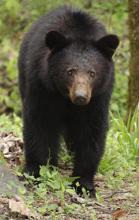Black Bear at Cades Cove Photograph by Dick Hudson