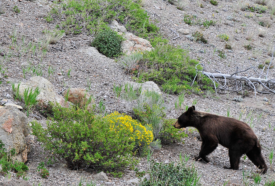 Black Bear at Yellowstone Photograph by Ginger Wakem