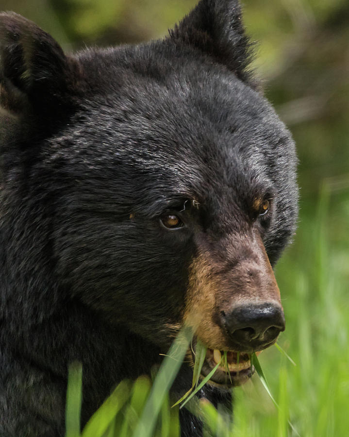 Black Bear Beauty Photograph by Yeates Photography