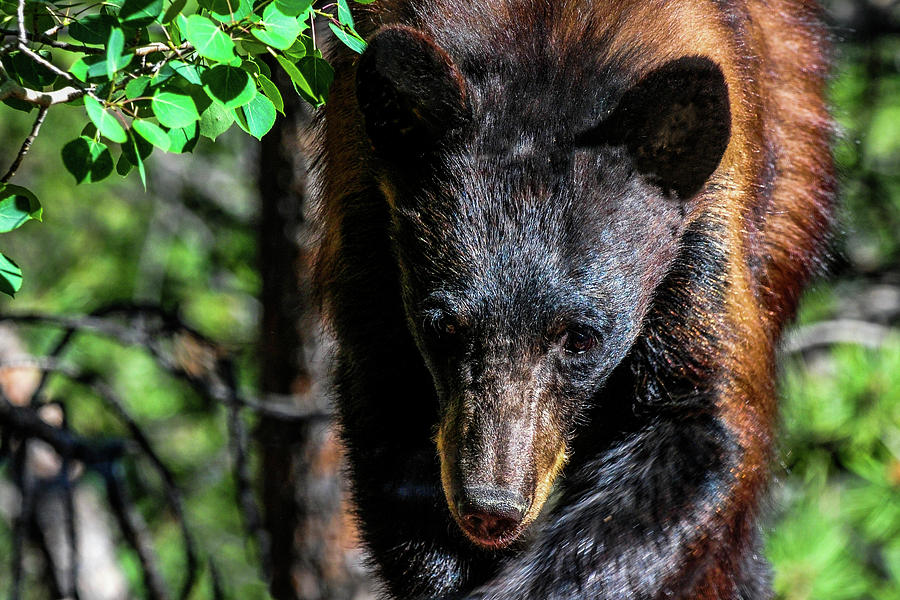 Black Bear - Being Persistent Photograph by Marilyn Burton