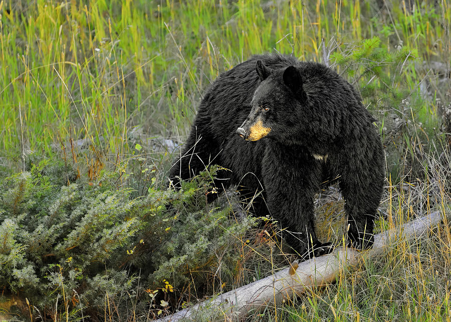 Black Bear Photograph by Bill Dodsworth
