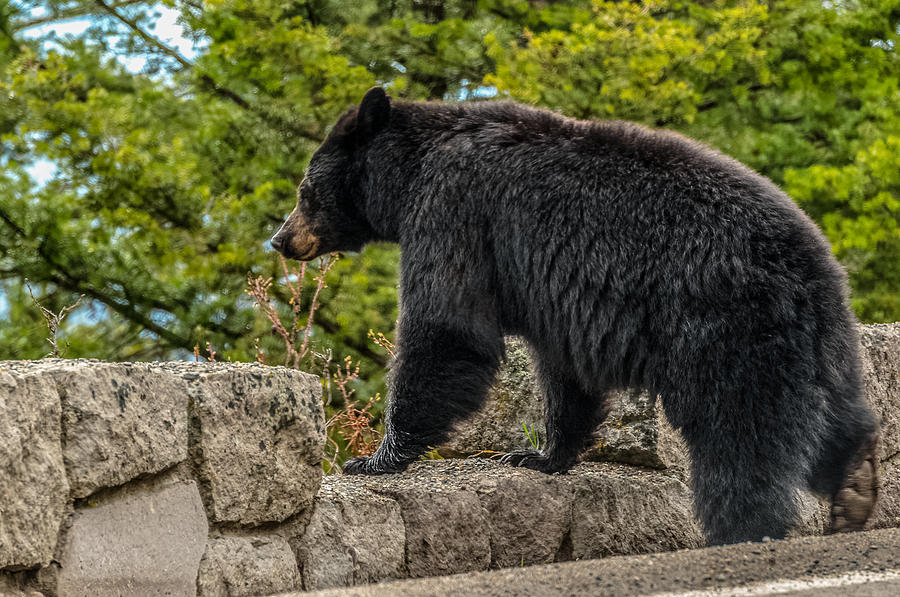 Black Bear Boar Taking In The Sights Photograph by Yeates Photography
