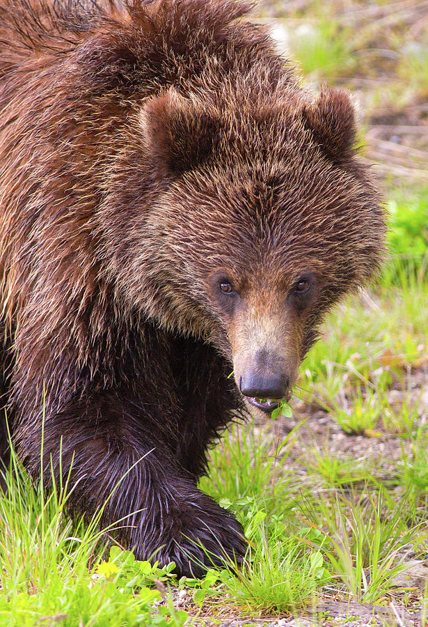 Black Bear Photograph by Bogdan Lewulis - Fine Art America