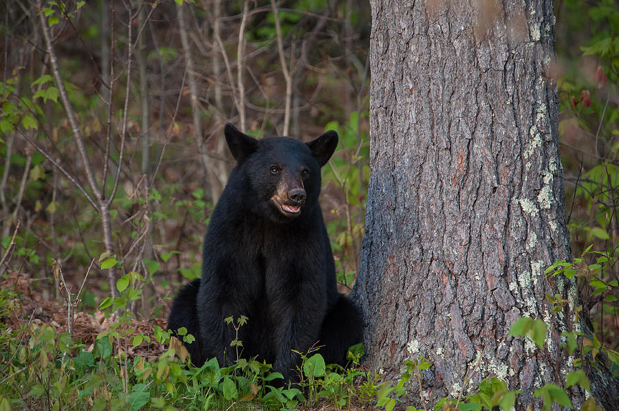 Black Bear Photograph by Brenda Jacobs
