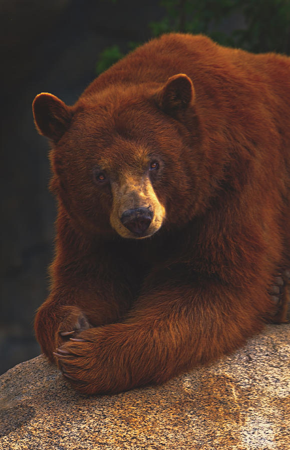 Black Bear Photograph by Brian Cross