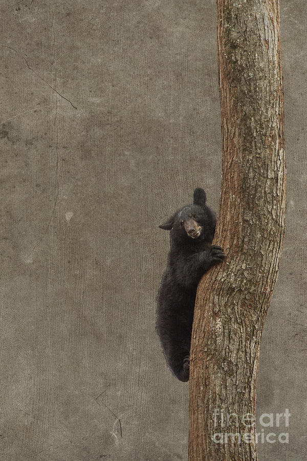 Black bear climbing Photograph by Dan Friend