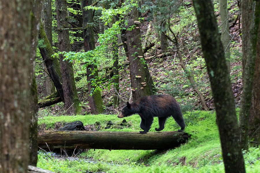 Black bear crossing log in woods Photograph by Dan Friend