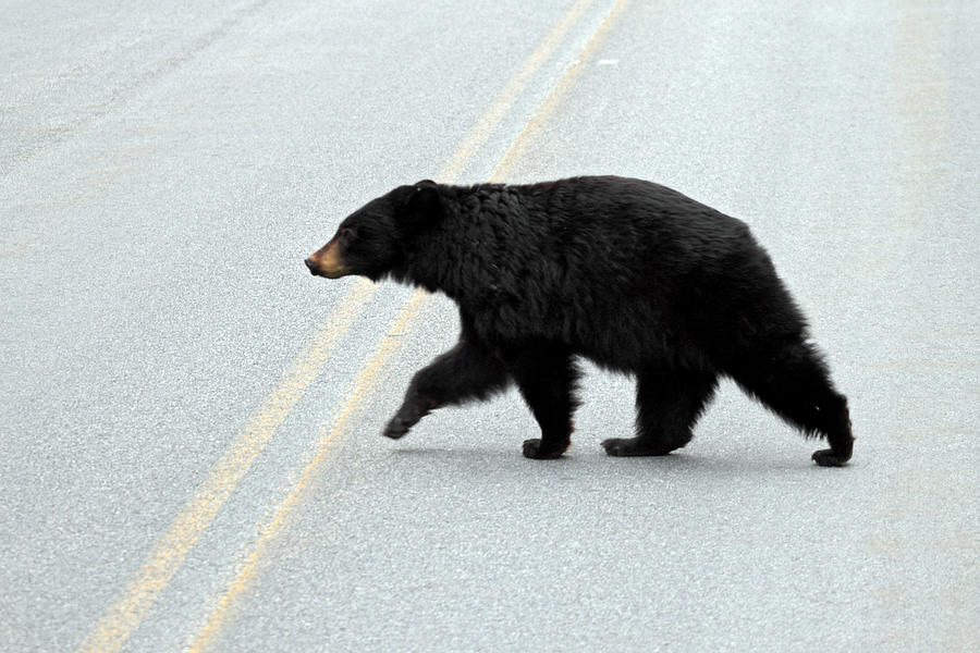 Black Bear Crossing the road  Photograph by Pierre Leclerc Photography