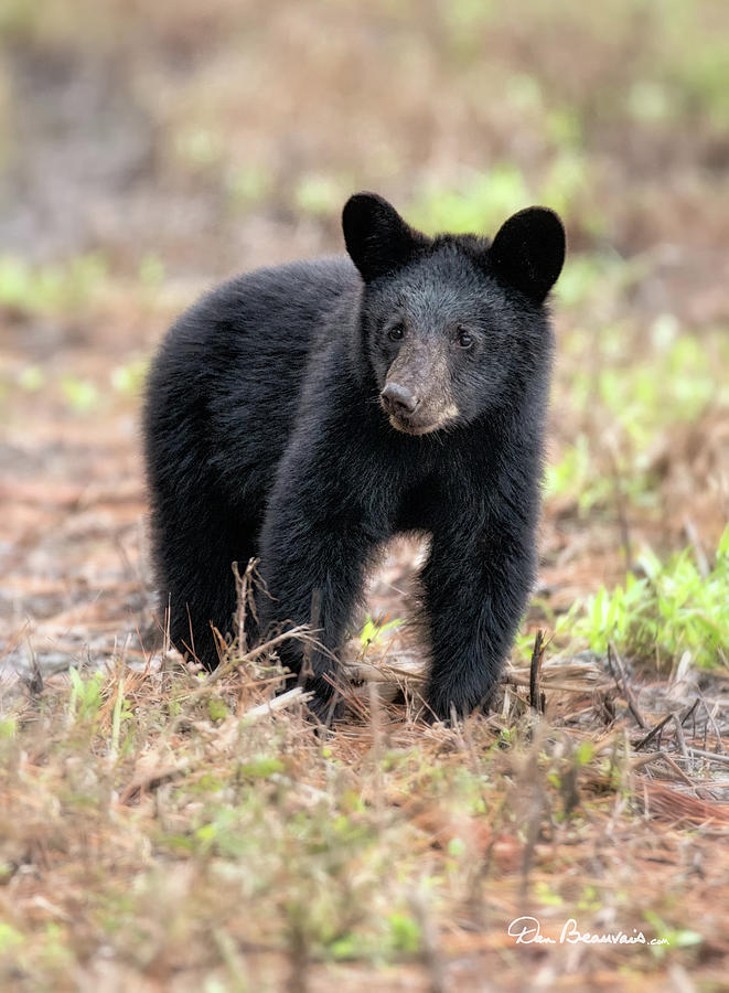 Black Bear Cub 9572 Photograph by Dan Beauvais