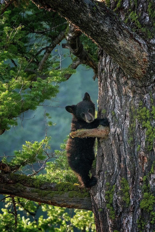 Black Bear Cub at Yellowstone NP_GRK6560_05212018-2 Photograph by Greg Kluempers