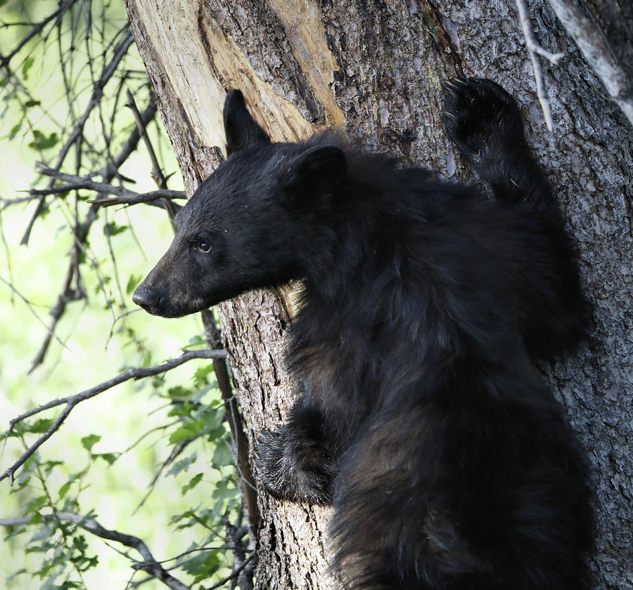 Black Bear Cub Climbing A Tree Photograph by Dan Sproul