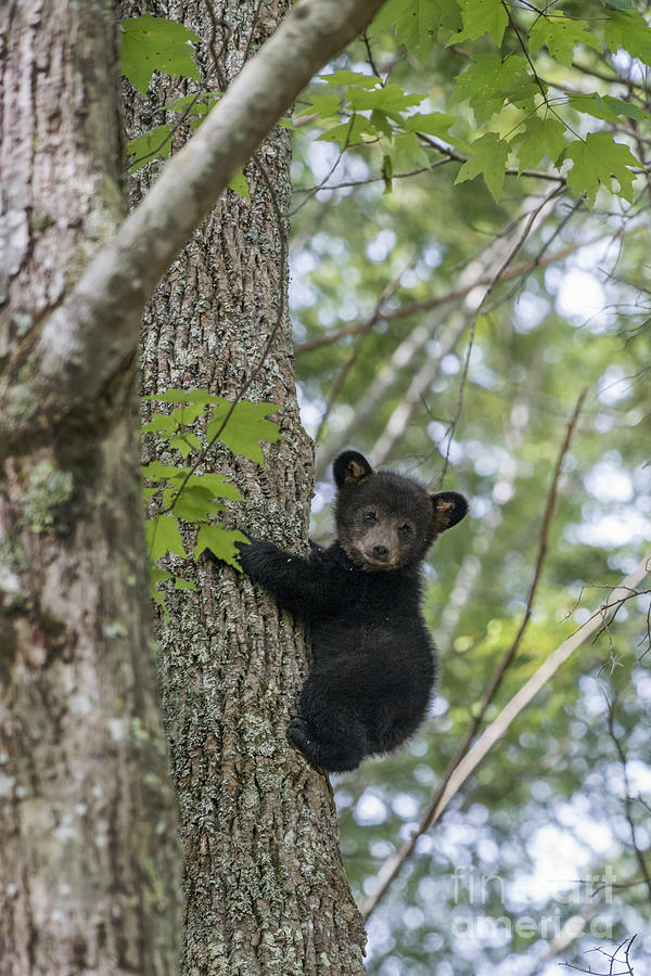 Black bear cub climbing down tree Photograph by Dan Friend
