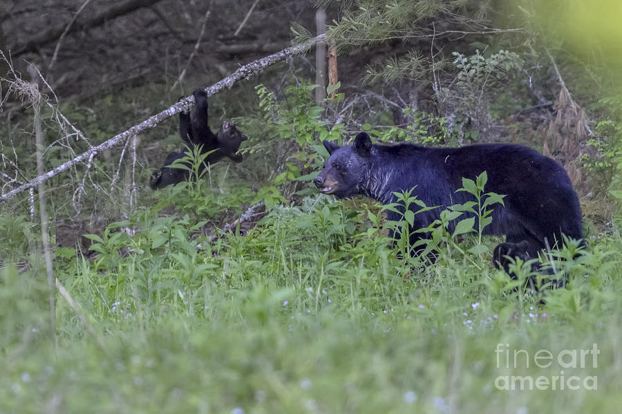 Black bear cub climbing on limb Photograph by Dan Friend