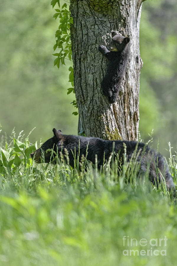 Black bear cub climbing tree Photograph by Dan Friend