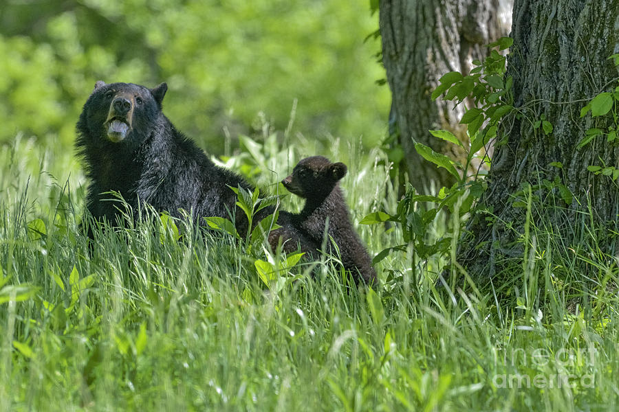 Black Bear Cub Climbing Up On Mothers Back Photograph by Dan Friend