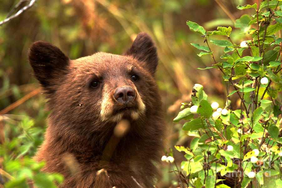 Black Bear Cub Closeup Photograph by Adam Jewell
