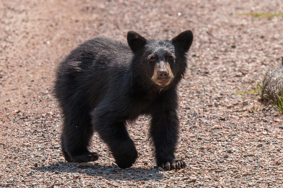 Black Bear Cub Crosses Road Photograph by Tony Hake