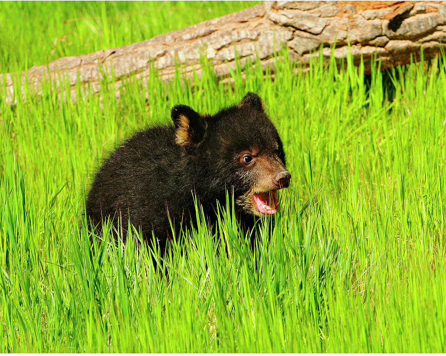 Black Bear Cub Photograph by Dennis Hammer