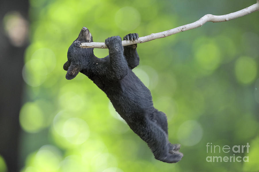 Black bear cub hanging on limb   Photograph by Dan Friend