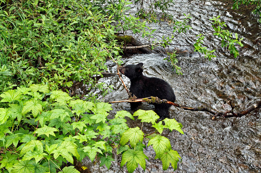 Black Bear Cub in Steep Creek Photograph by Cathy Mahnke
