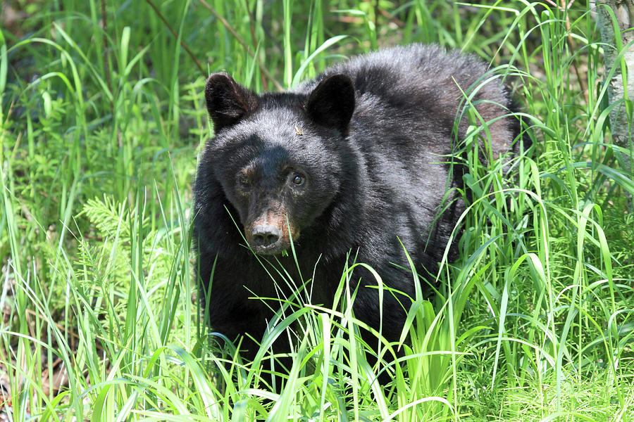 Black bear cub in the grass Photograph by Pierre Leclerc Photography