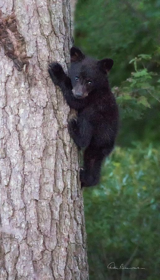 Black Bear Cub in Tree 9525 Photograph by Dan Beauvais