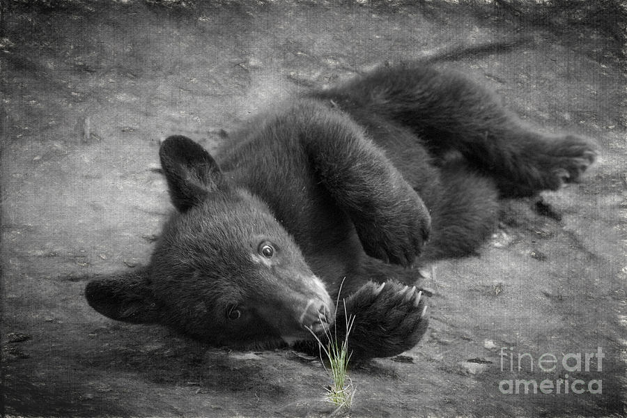 Black bear cub investigating the grass    Photograph by Dan Friend
