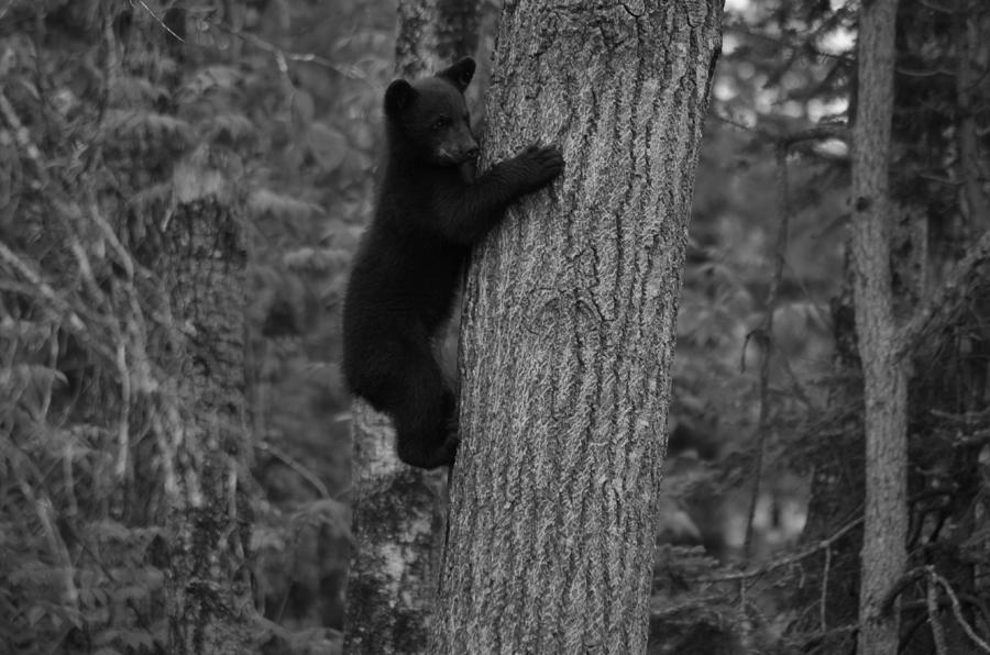 Black Bear Cub Photograph by John Pratt - Fine Art America