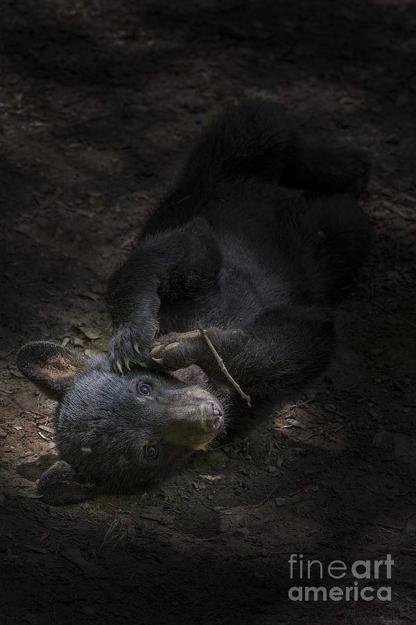 Black bear cub laying on ground in shadow Photograph by Dan Friend
