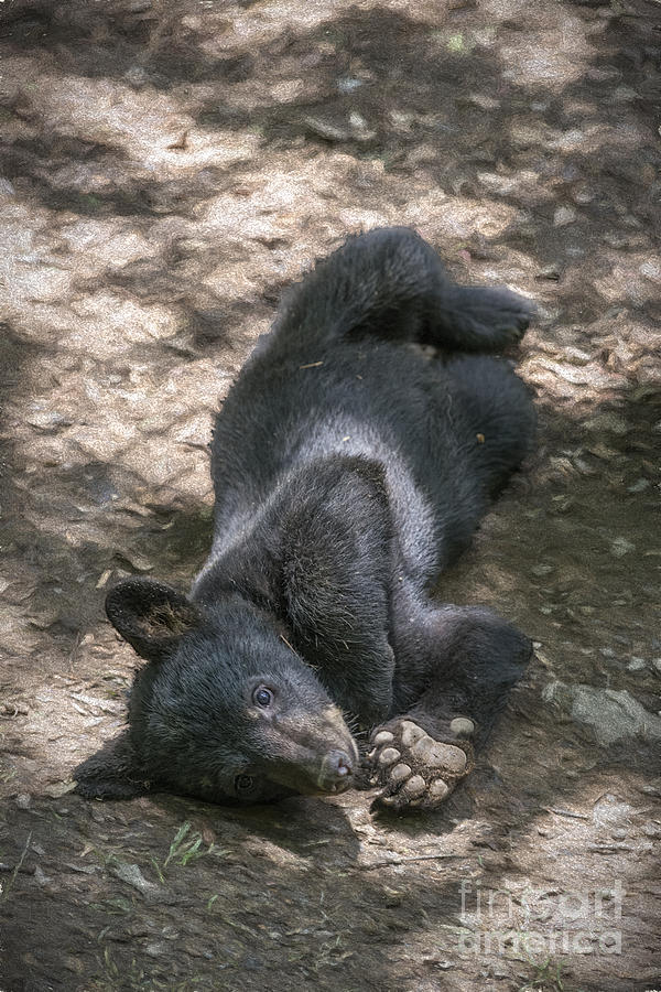 Black bear cub laying on the ground      Photograph by Dan Friend