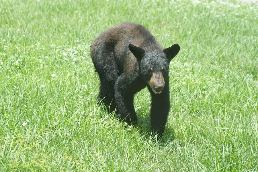 Black Bear Cub Photograph by Lindsey Floyd