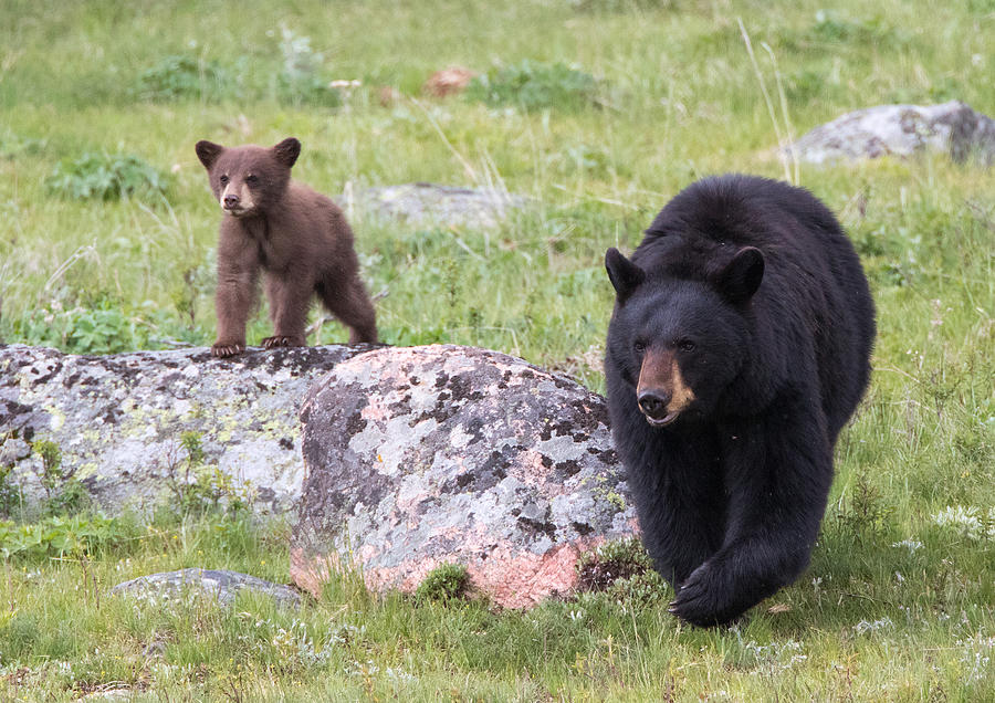 Black Bear Cub Lookout Photograph by Max Waugh