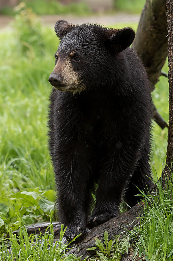 Black Bear Cub Photograph by Mary Jo Cox