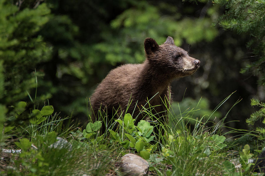 Black Bear Cub Photograph by Matt Halvorson - Fine Art America