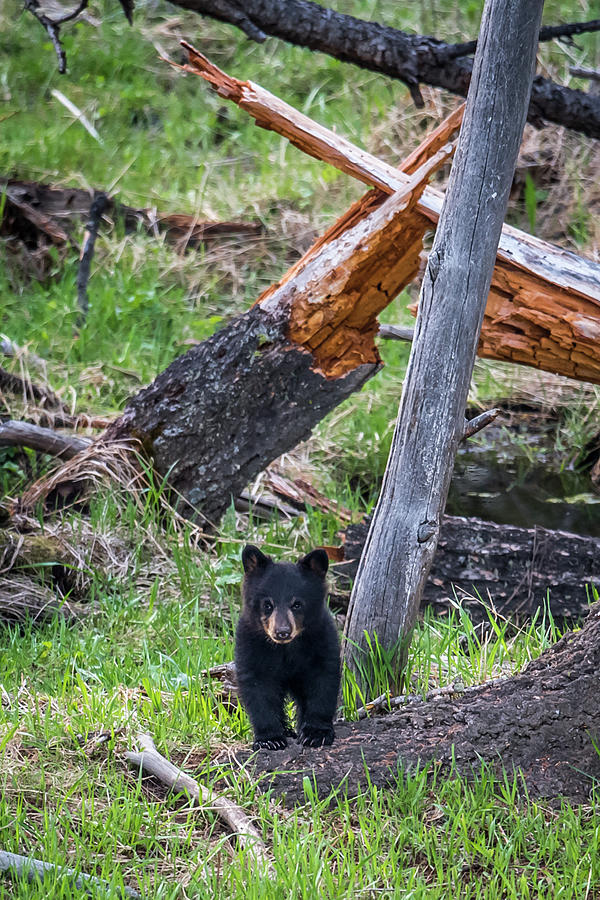 Black Bear cub Photograph by Paul Freidlund