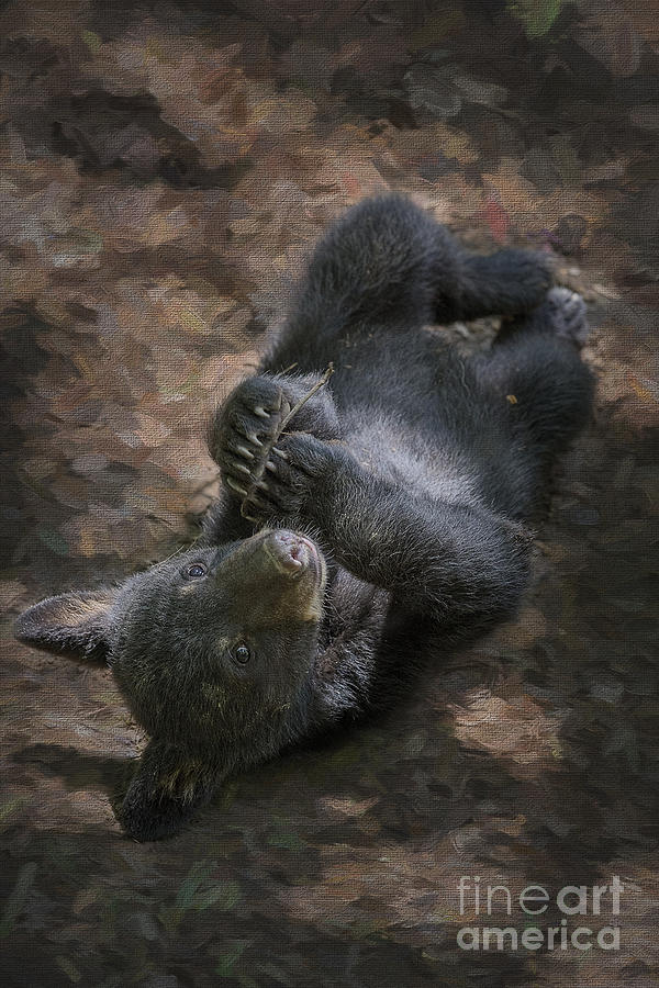 Black bear cub relaxing on the ground  paws together    Photograph by Dan Friend