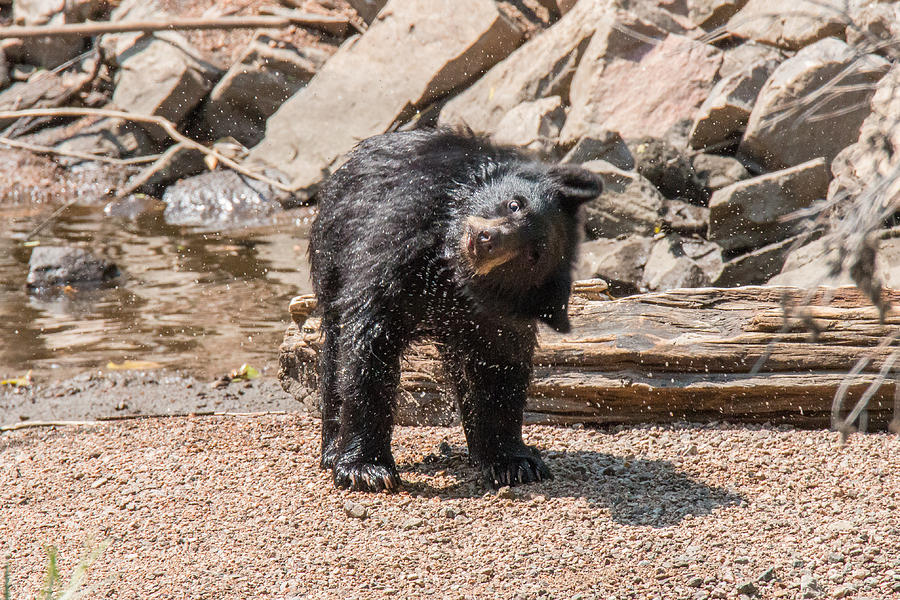Black Bear Cub Shakes the Water Off Photograph by Tony Hake