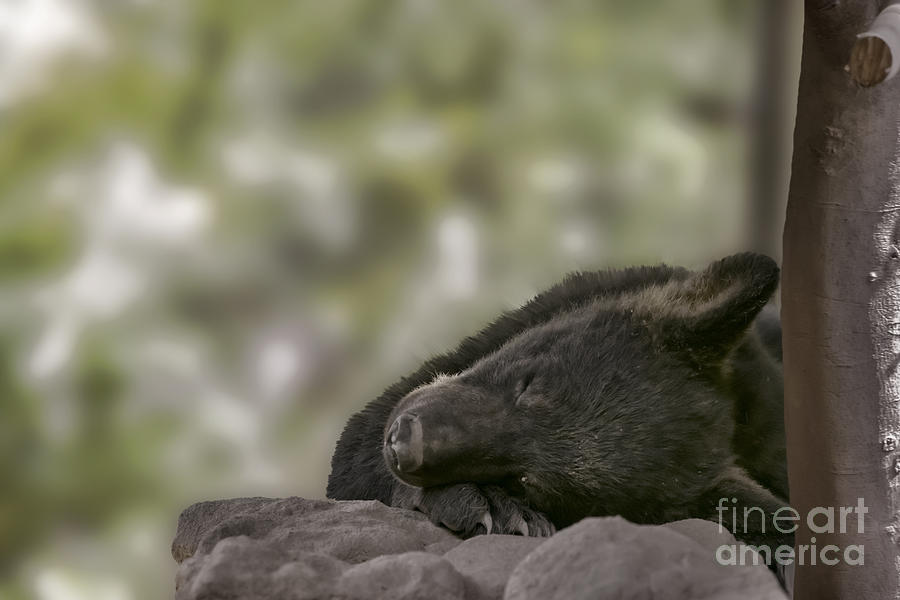 Black bear cub sleeping        Photograph by Dan Friend