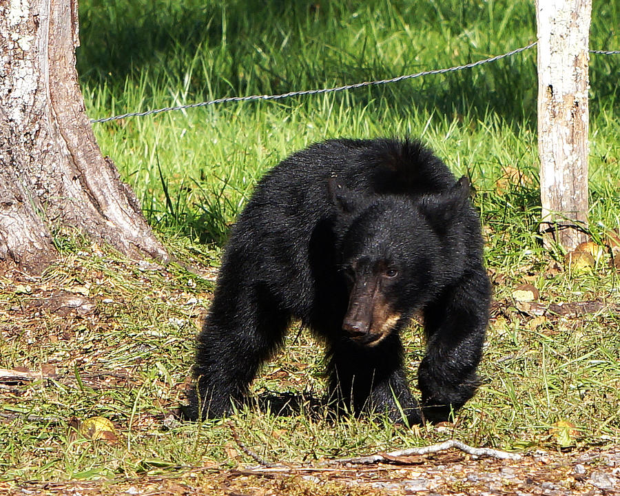 Black Bear Cub Photograph by TnBackroadsPhotos 