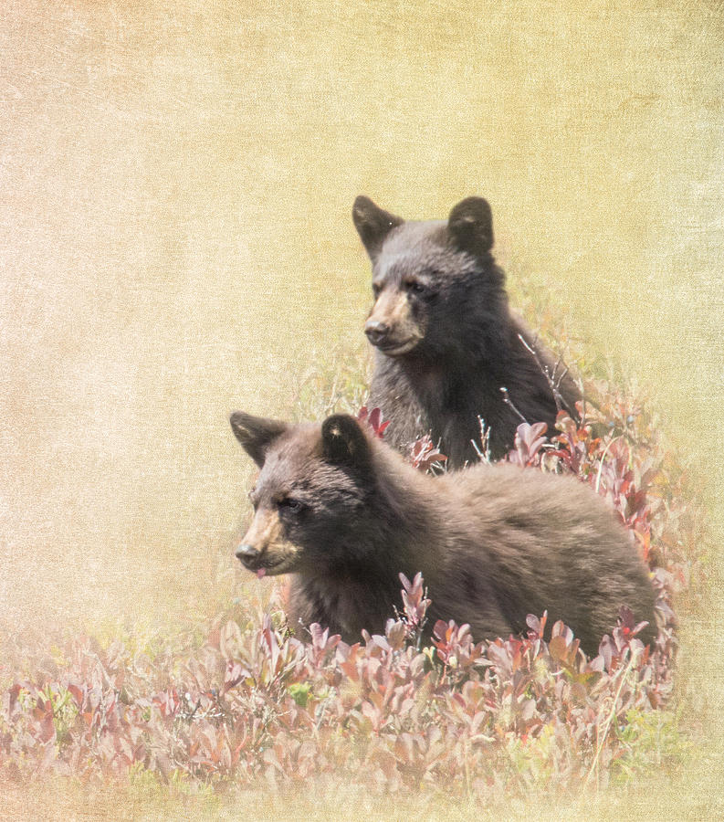 Black Bear Cubs Photograph by Angie Vogel