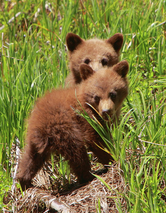 Black Bear Cubs Photograph by Bruce J Robinson