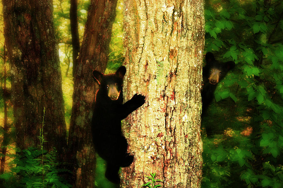 Black Bear Cubs Photograph by Gray  Artus