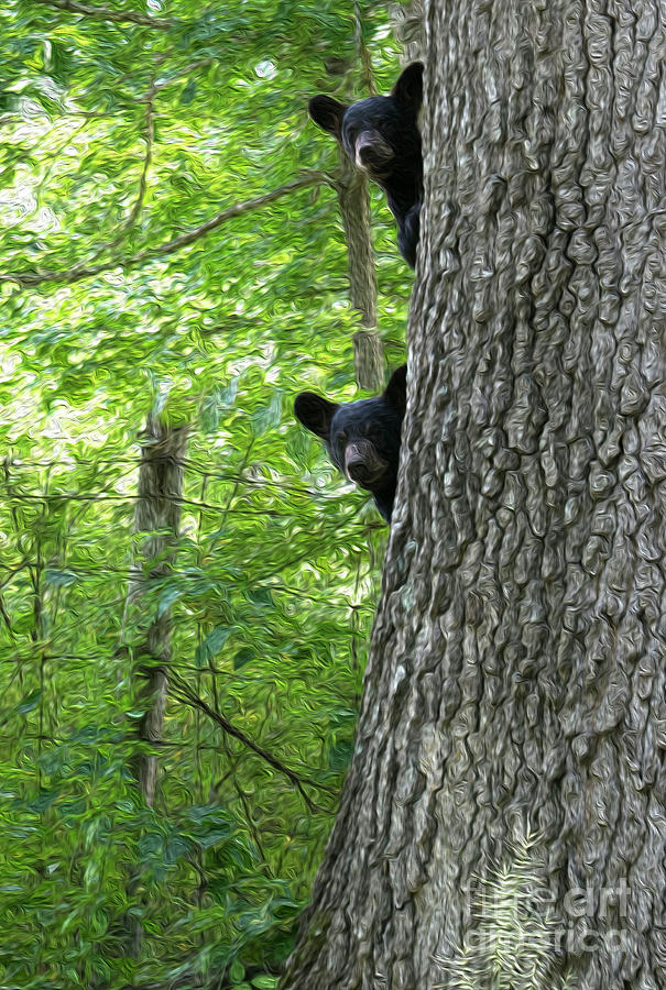 Black Bear Cubs Digital Art by Josie Baldwin - Fine Art America