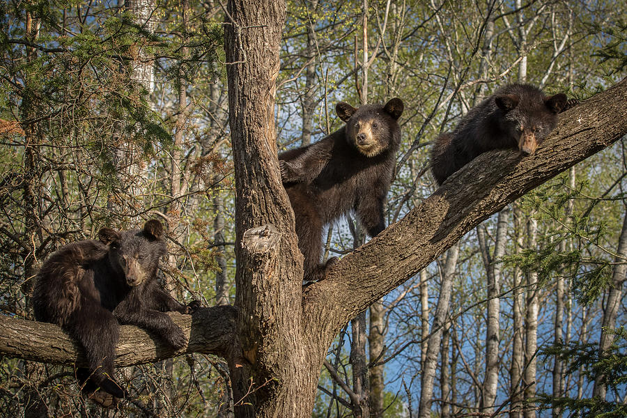 Black Bear Cubs Photograph by Mary Jo Cox
