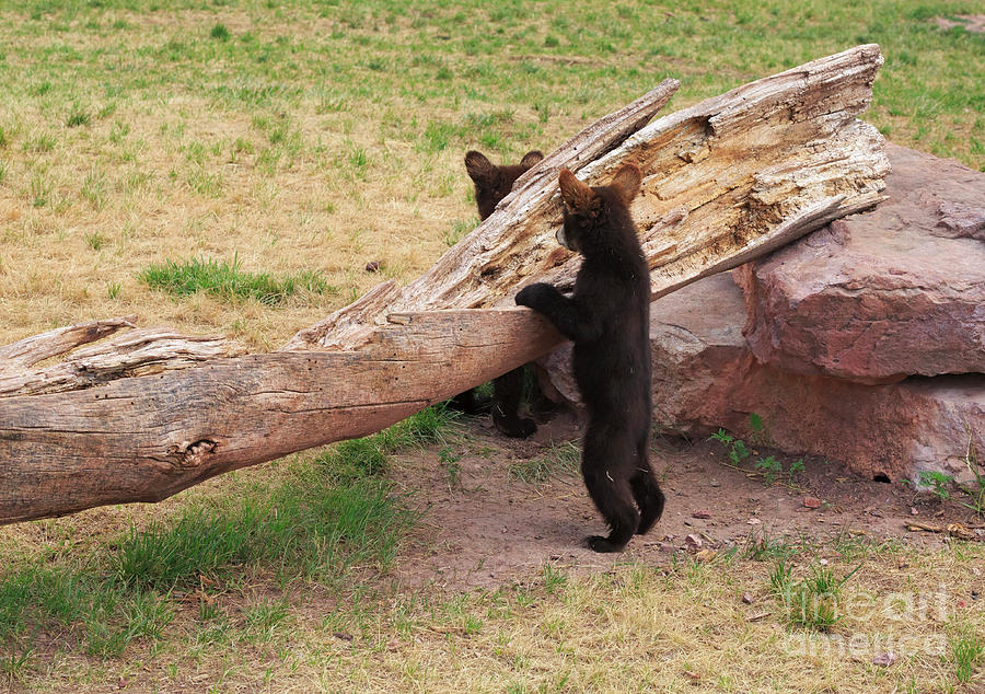 Black Bear Photograph - Black bear cubs playing beside a log by Louise Heusinkveld